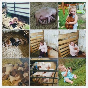 Little Lynn Farm